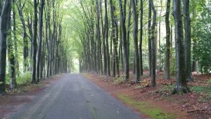 Magical forest near Arnhem.